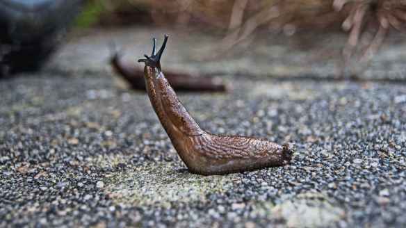 slug-nature-snail-mollusc-158158.jpeg